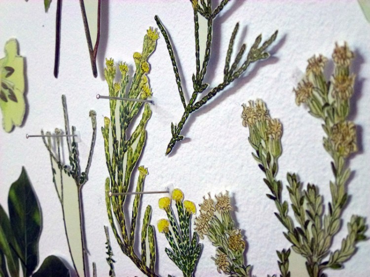 PODOCARPACEAE/Dacrycarpus – ASTERACEAE/Pachystegia, detail